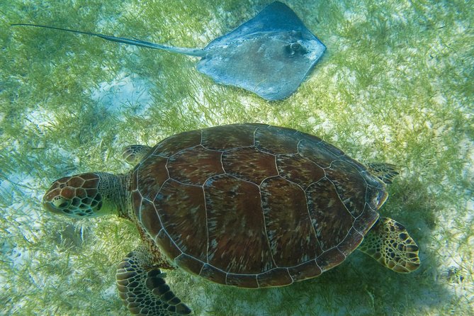 Private Turtle Snorkel Adventure in Akumal - Who will like this Akumal outing most