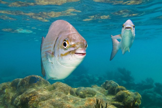 Private Turtle Snorkel Adventure in Akumal - Why the early pickup is worth setting an alarm
