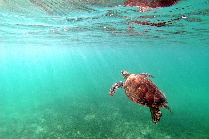 Private Turtles & Cenotes Adventure - Food, Photos, and Small Extra Costs