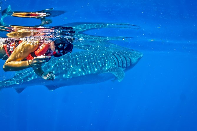 Private Whale Shark All Inclusive Experience - Playa Norte brings a welcome change of pace