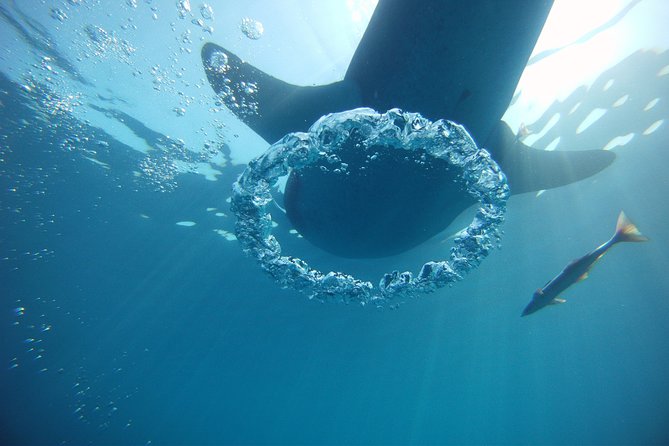 Private Whale Shark All Inclusive Experience - What the $1,095 price buys you