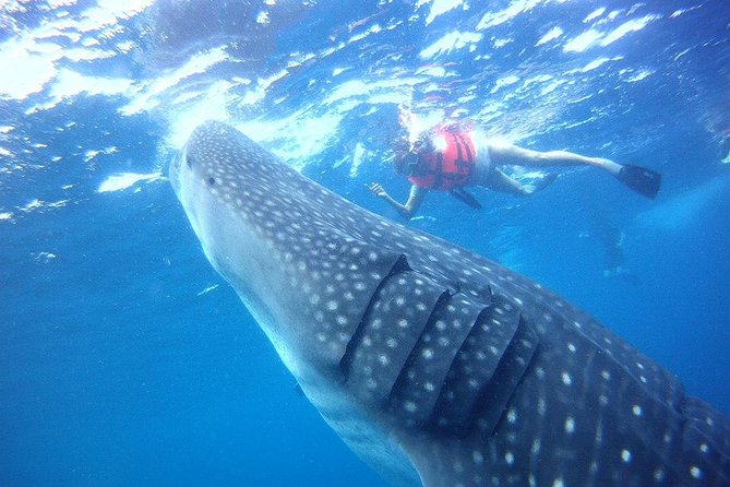 Private Whale Shark Ecofriendly Tour from Riviera Maya - Swimming beside the Yucatan’s biggest fish
