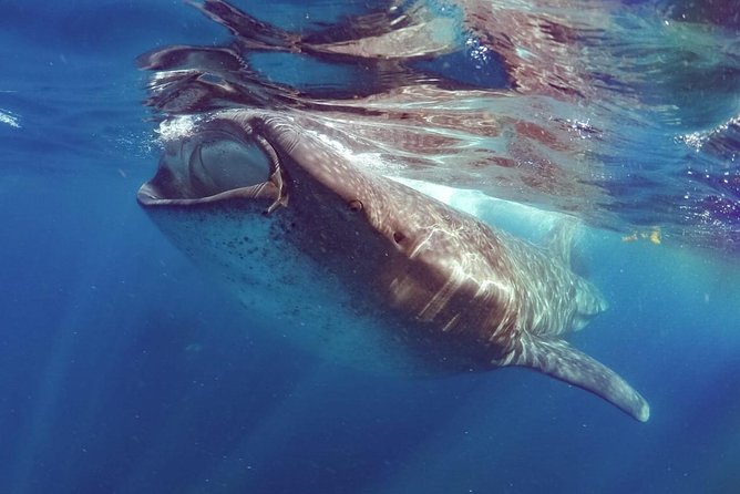 Private Whale Shark Ecofriendly Tour from Riviera Maya - Parque Nacional Isla Contoy adds a second setting
