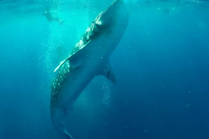 Private Whale Shark Ecofriendly Tour from Riviera Maya - Playa Norte and the return to VNV Marina