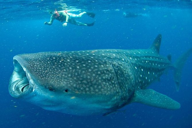 Private Whale Shark Ecofriendly Tour from Riviera Maya - Lunch, ceviche, and what is included