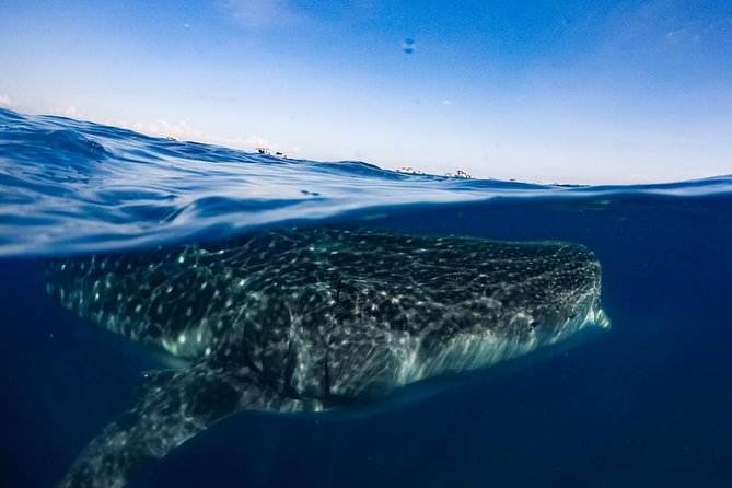 Private Whale Shark Ecofriendly Tour from Riviera Maya - Ecofriendly practice and respect for the animals