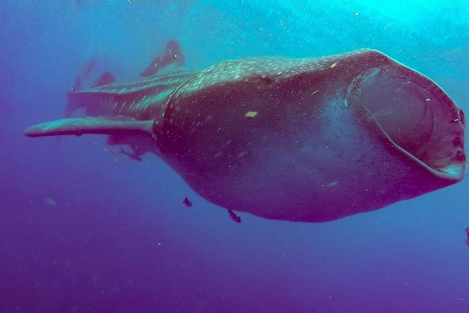 Private Whale Shark Ecofriendly Tour from Riviera Maya - Is $895 per person good value?
