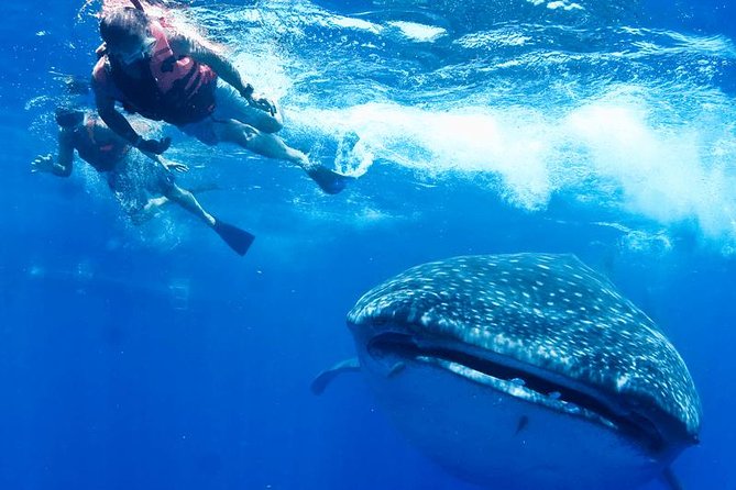 Private Whale Shark Ecofriendly Tour from Riviera Maya - VNV Marina and the trip toward open water