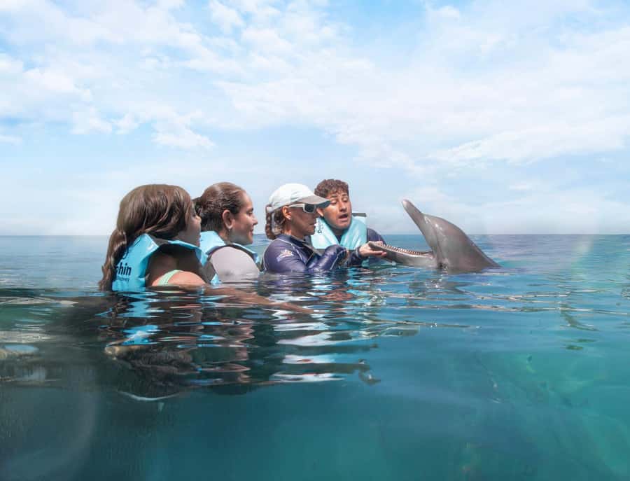 Puerto Aventuras: Dolphin and Manatee Interaction with Lunch - What the two-hour Puerto Aventuras program is really like
