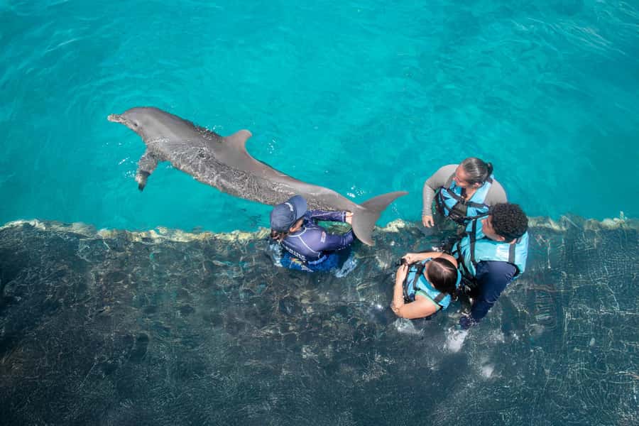 Puerto Aventuras: Dolphin and Manatee Interaction with Lunch - The manatee meeting adds a calmer second act