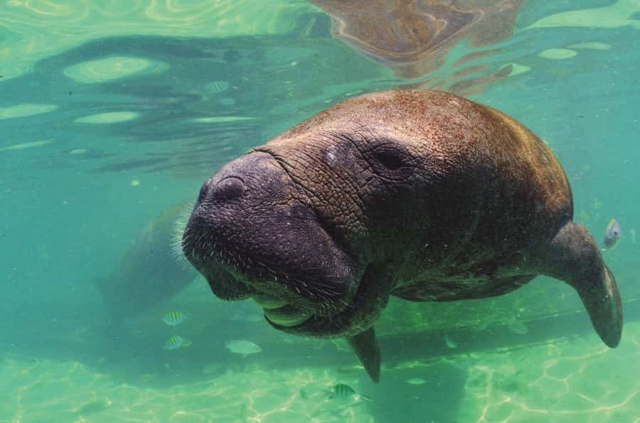 Puerto Aventuras: Dolphin and Manatee Interaction with Lunch - Lunch can make the $139 price easier to justify