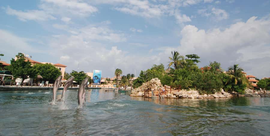 Puerto Aventuras: Dolphin and Manatee Interaction with Lunch - Families need to check the height rules closely