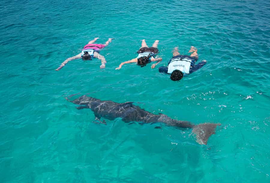Puerto Aventuras: Dolphin and Manatee Interaction with Lunch - Who will get the most from this experience