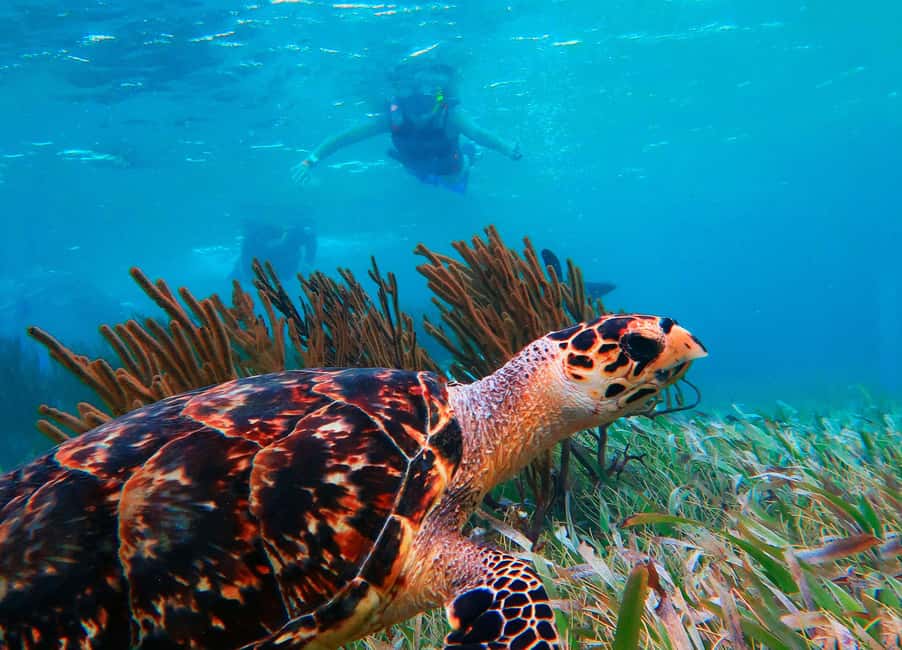 Puerto Morelos: National Reef Park Snorkeling & Beach Lunch - At a glance