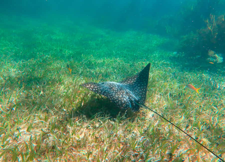 Puerto Morelos: National Reef Park Snorkeling & Beach Lunch - The one-hour Puerto Morelos reef session