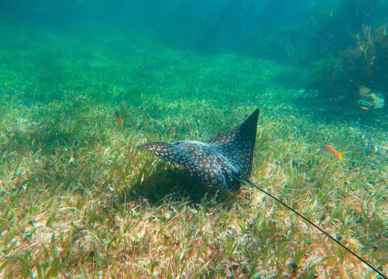 Puerto Morelos: National Reef Park Snorkeling & Beach Lunch - What the reef experience feels like for beginners