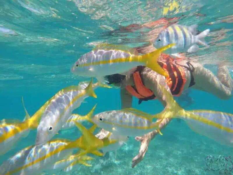 Puerto Morelos: Snorkeling at The National Reef Park - Two snorkeling sites, not one quick look
