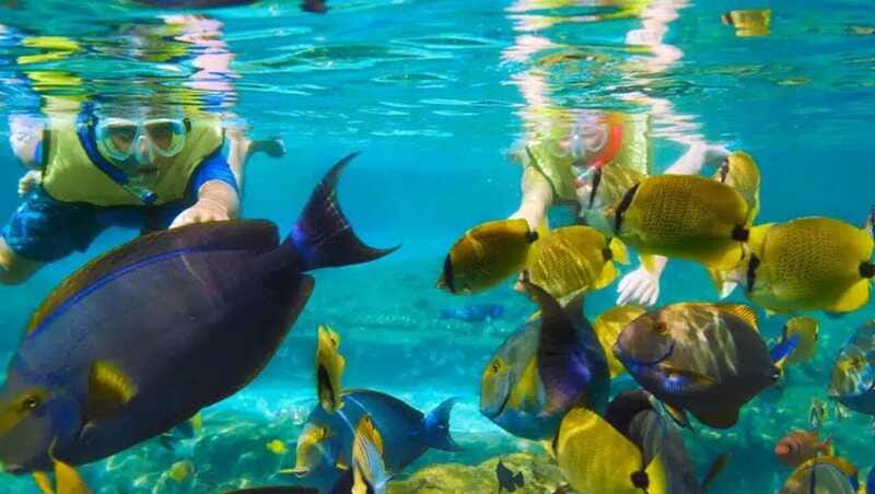 Puerto Morelos: Snorkeling at The National Reef Park - What you may see beneath the surface