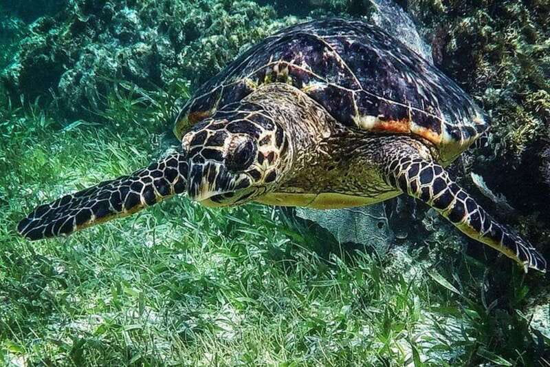 Puerto Morelos: Snorkeling Guided Activity - Two reef stops inside Puerto Morelos National Park