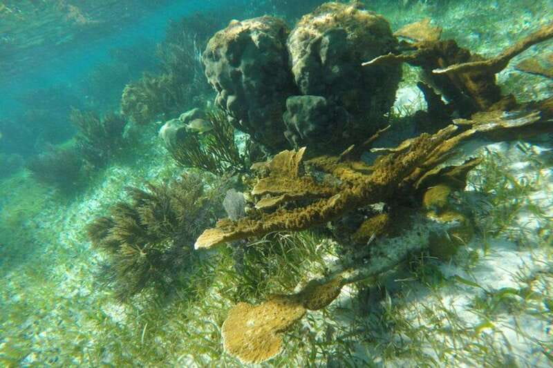 Puerto Morelos: Snorkeling Guided Activity - What the two-hour schedule feels like