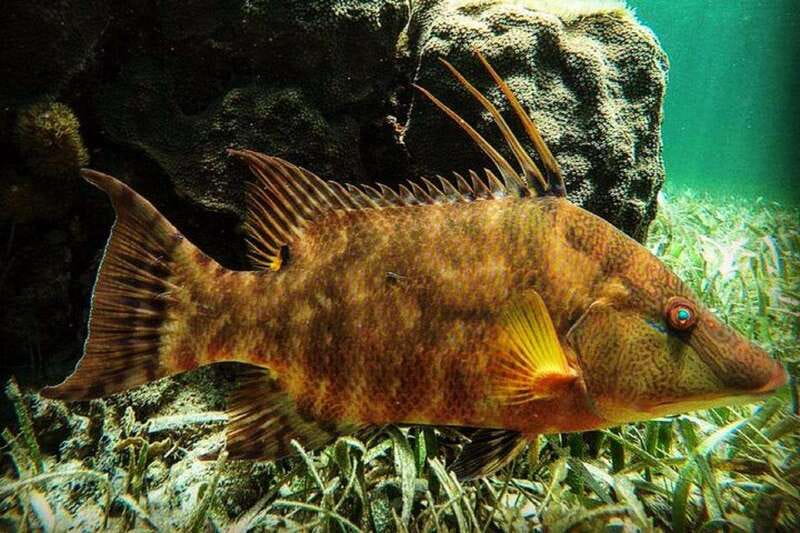 Puerto Morelos: Snorkeling Guided Activity - A small group helps you stay with the guide