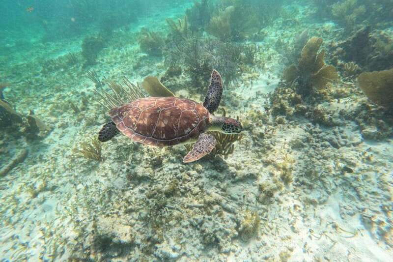 Puerto Morelos: Snorkeling Guided Activity - The equipment and comfort questions to consider
