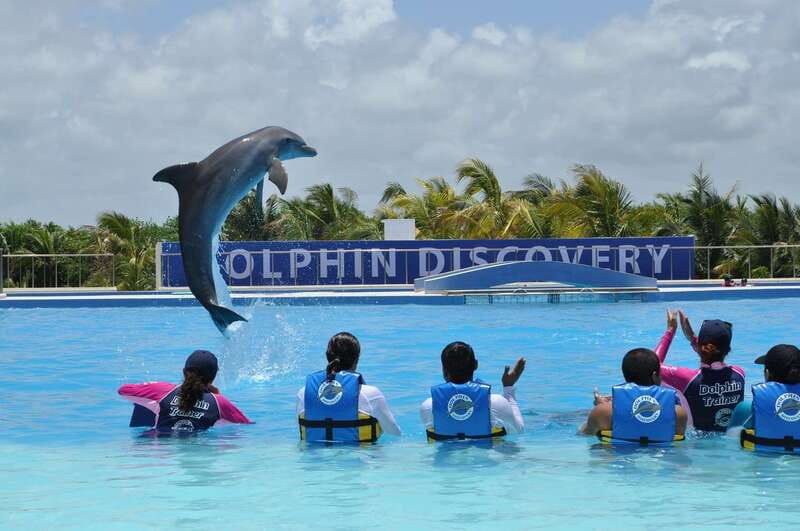 Riviera Maya: Dolphin Encounter with Beach Club Access - Meeting the dolphins at Dolphin Discovery Maroma