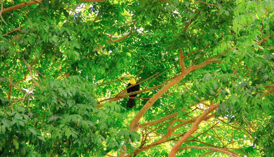 Riviera Maya: Horseback Riding at Rancho Bonanza - Following the jungle trail at walking pace