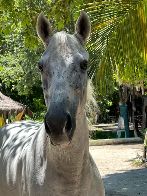 Riviera Maya: Horseback Riding at Rancho Bonanza - Cooling off in the cenote
