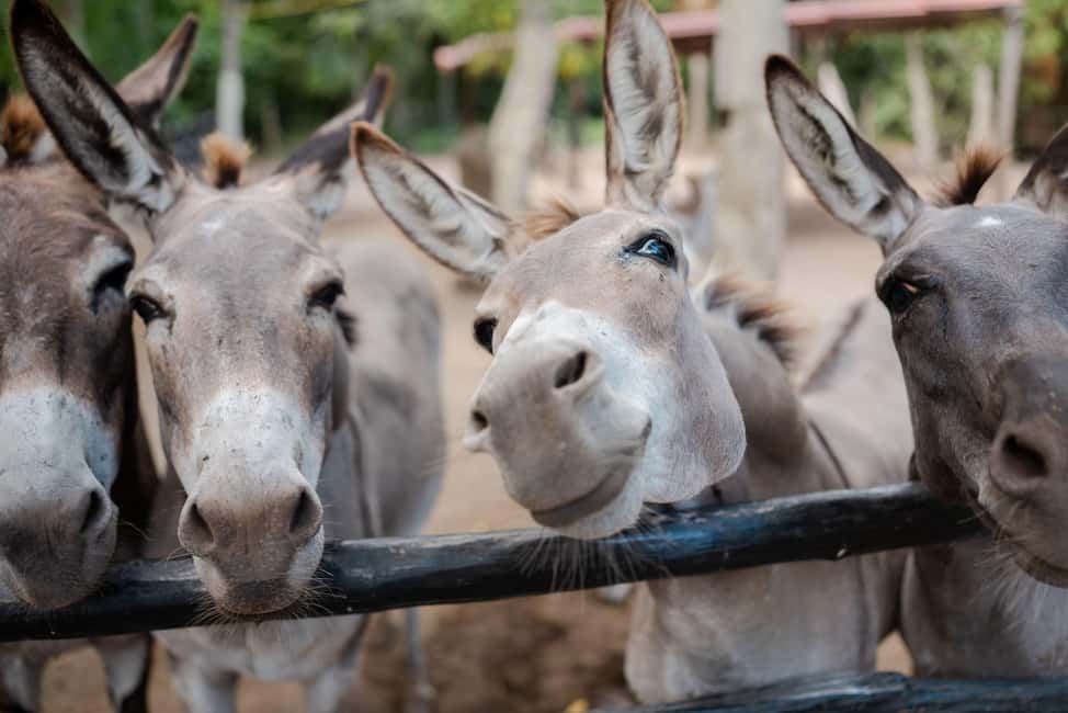 Riviera Maya: Horseback Riding at Rancho Bonanza - How the staff and horses shape the experience