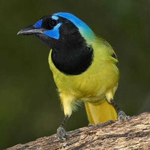 Riviera Maya: Puerto Morelos 4-Hour Bird Watching Tour - Why Puerto Morelos works so well for birding