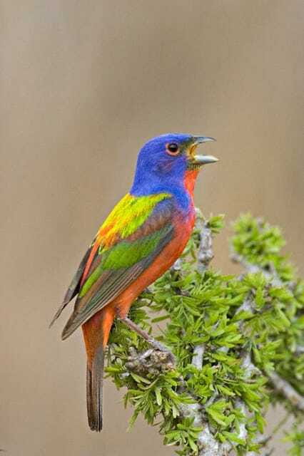 Riviera Maya: Puerto Morelos 4-Hour Bird Watching Tour - The early pickup sets the tone