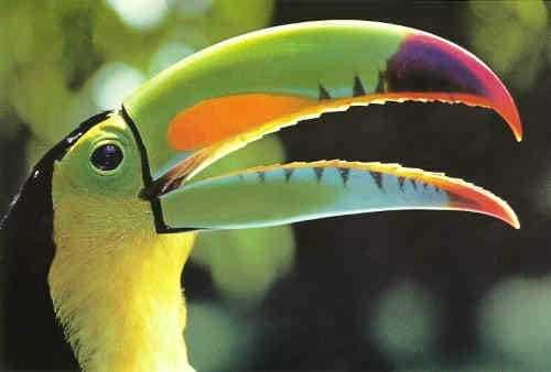 Riviera Maya: Puerto Morelos 4-Hour Bird Watching Tour - What you might see, from toucans to tiny flycatchers