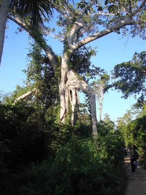 Riviera Maya: Puerto Morelos 4-Hour Bird Watching Tour - The naturalist guide is the heart of the outing