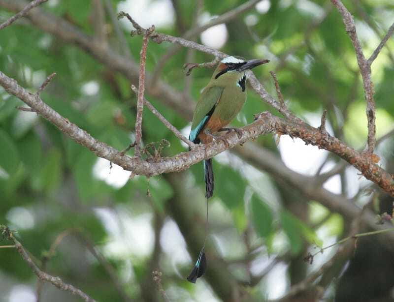 Riviera Maya: Puerto Morelos 4-Hour Bird Watching Tour - The 45-minute break and breakfast