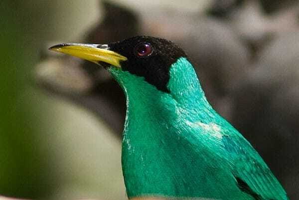 Riviera Maya: Puerto Morelos 4-Hour Bird Watching Tour - Price, timing, and practical value