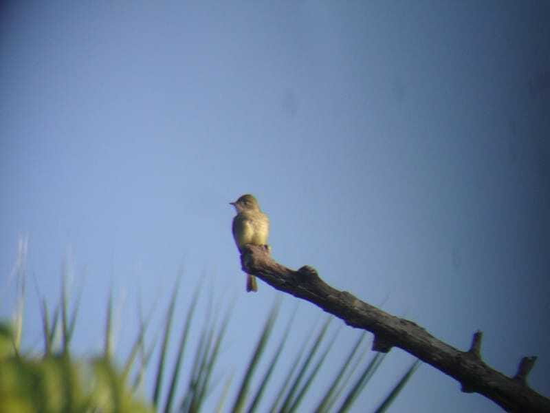 Riviera Maya: Puerto Morelos 4-Hour Bird Watching Tour - Who should book this Puerto Morelos bird tour?