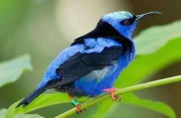 Riviera Maya: Puerto Morelos 4-Hour Bird Watching Tour - Four hours on foot in the Puerto Morelos jungle