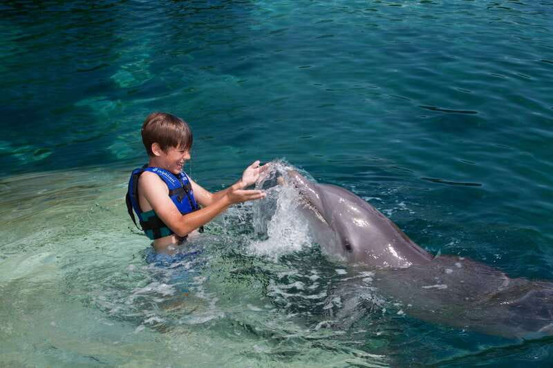 Riviera Maya: Swimming Experience with Dolphins - Key points to know before you book