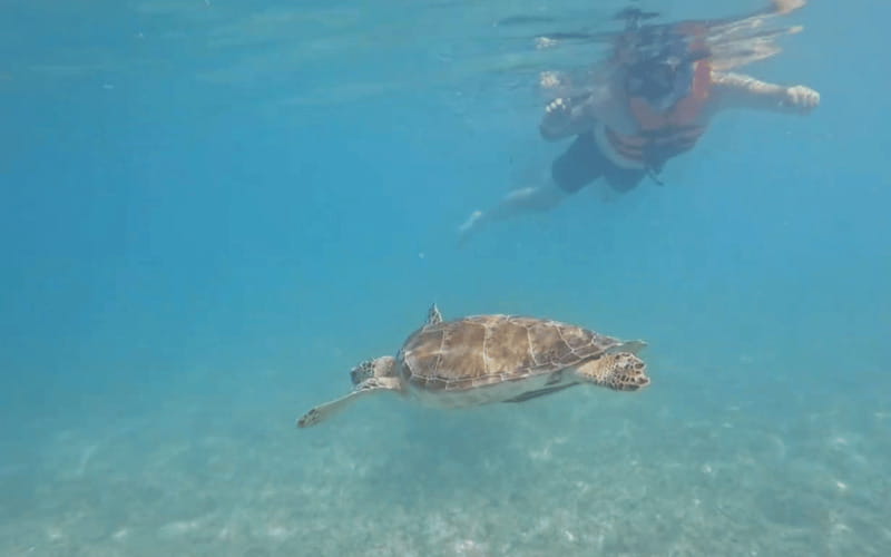 Riviera Maya: Tulum Ruins Tour, Turtle Swimming, Cenotes, and Lunch. - Three cenotes, three different moods