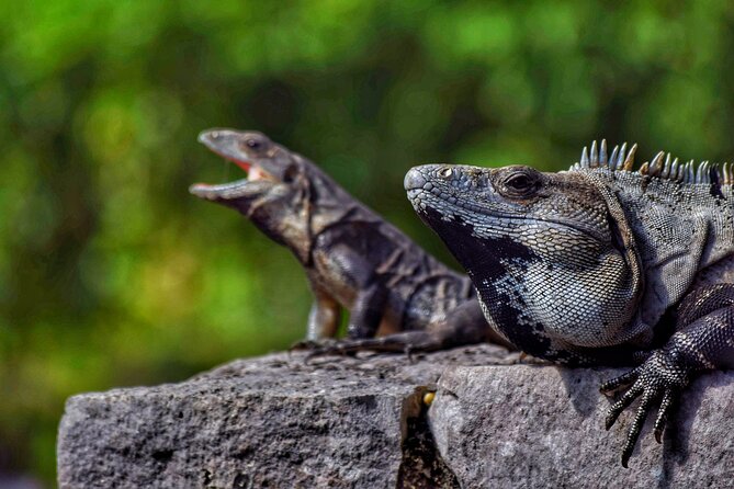 Ruins of Tulum Expres Half Day Private Tour - The Caribbean setting and the walking effort