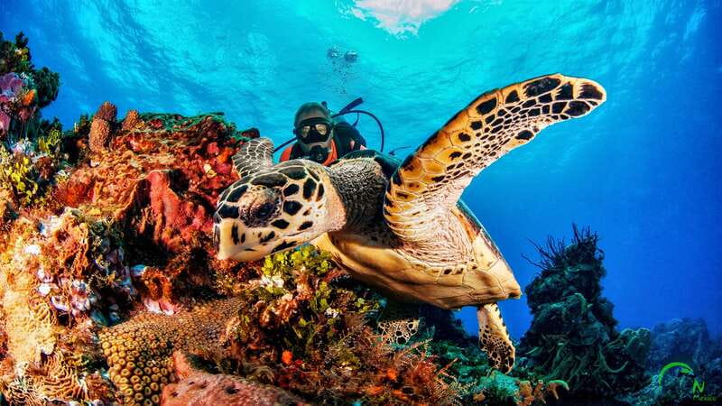 Scuba Dive in Playa del Carmen - 2 Dives (Certified divers) - Finding Dune Mexico on Calle 70