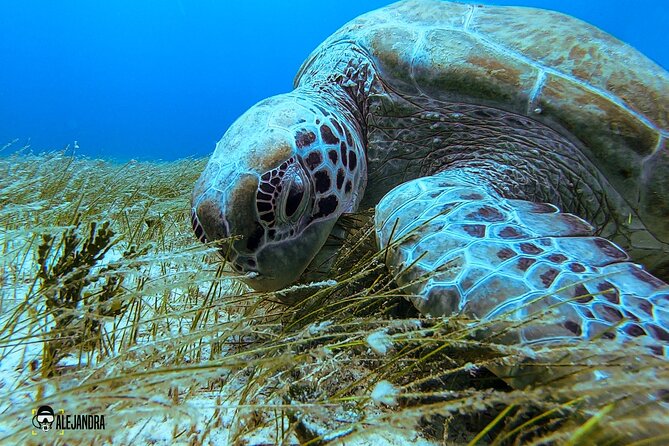 Scuba Diving for Beginners – Tulum Dive Machine - Who should book this experience