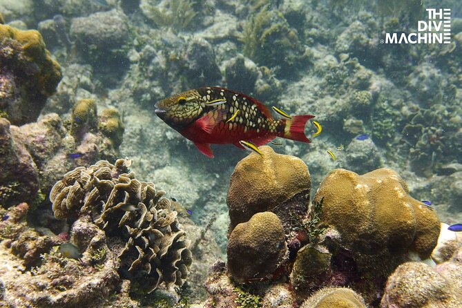 Scuba Diving for Beginners – Tulum Dive Machine - Practical details before you go