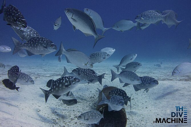 Scuba Diving for Beginners – Tulum Dive Machine - What makes this a strong first attempt