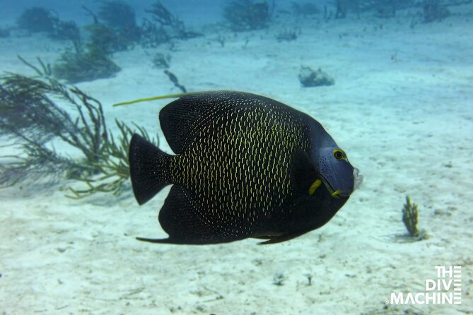 Scuba Diving for Beginners – Tulum Dive Machine - From the cenote to Cuevitas Reef
