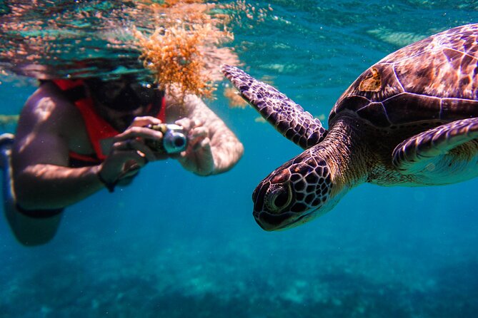 Sea turtle and cenotes half day Snorkeling Tour from Riviera Maya - From Riviera Maya hotels to Tulum Beach