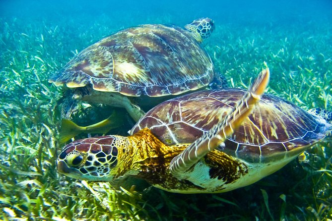 Sea turtle and cenotes half day Snorkeling Tour from Riviera Maya - Snorkeling with turtles below the Tulum ruins