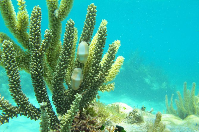 Sea turtle and cenotes half day Snorkeling Tour from Riviera Maya - Chikin Ha and the cool world below ground