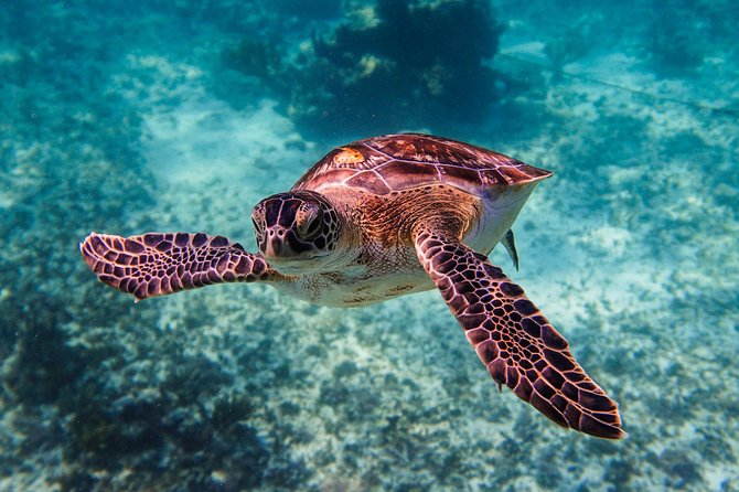 Sea turtle and cenotes half day Snorkeling Tour from Riviera Maya - What the guides add to the day